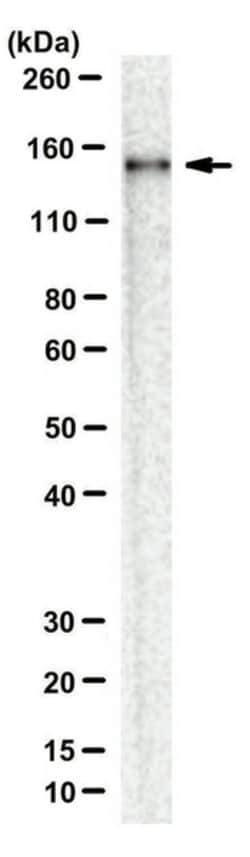 AsCpf1, Mouse anti-Bacteria, Clone: 3D3-F7, Millipore Sigma 25&mu;g; Unconjugated:Antibodies,
